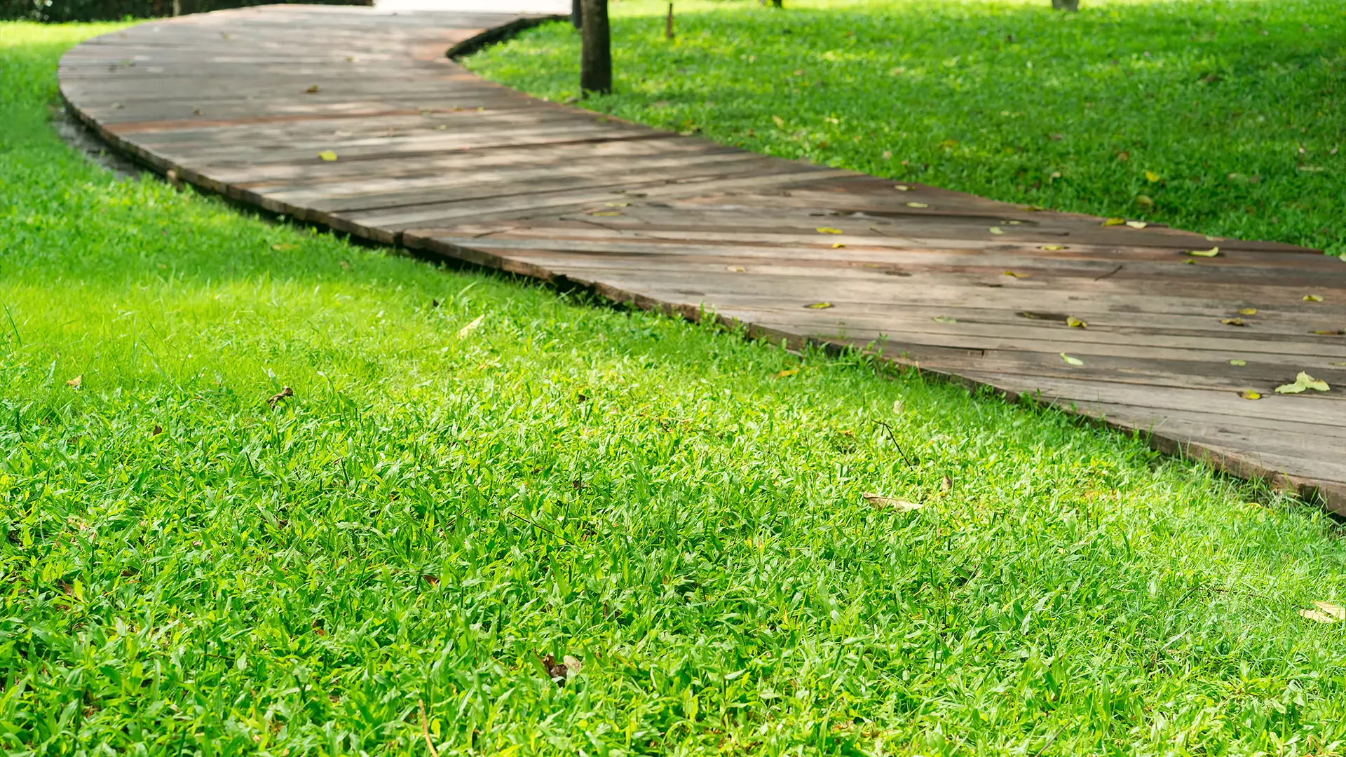 Estetyczny trawnik w ogrodzie