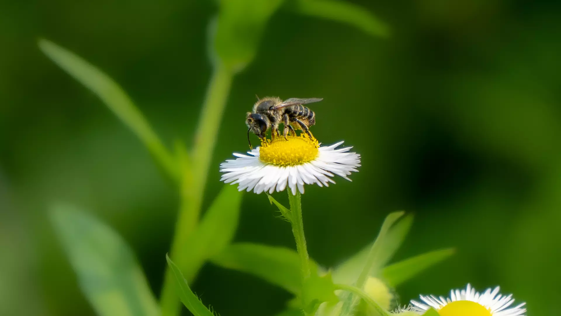 Pszczoła pobiera nektar z rośliny miododajnej na domowym trawniku