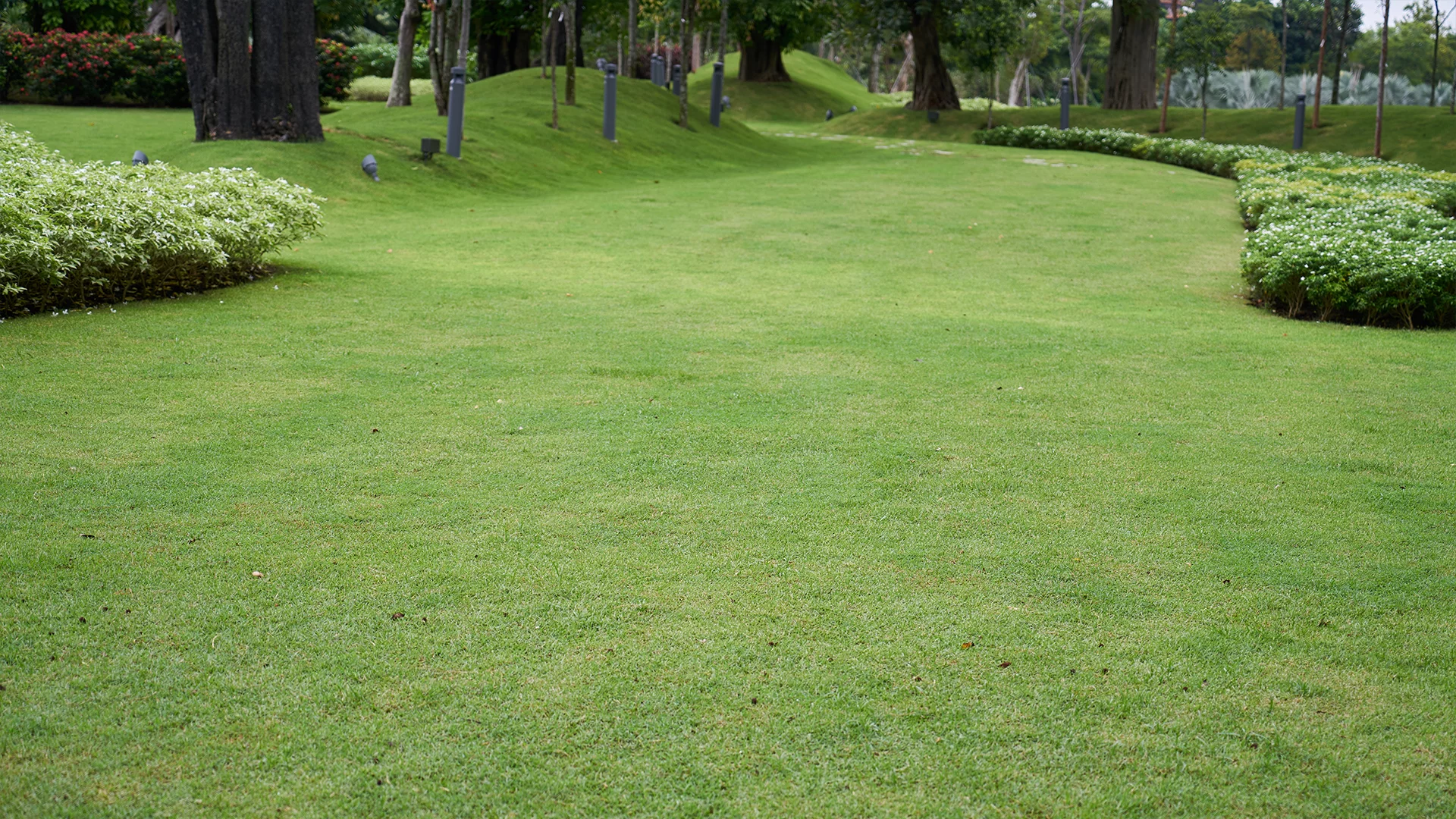 Zadbany trawnik w ogrodzie